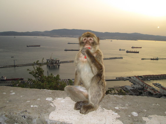 Typická gibraltarská atrakce - volnì žijící opice v horních patrech skalního masivu se rády živí odpadky i jídlem, které kradou nepozorným turistùm. V dálce je vidìt rušný provoz lodí v gibraltarské zátoce.